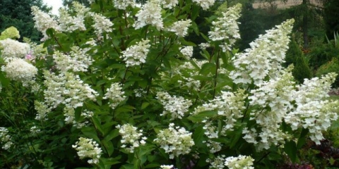 Hydrangea panicled kyushu: opis, obrezivanje, fotografije i recenzije